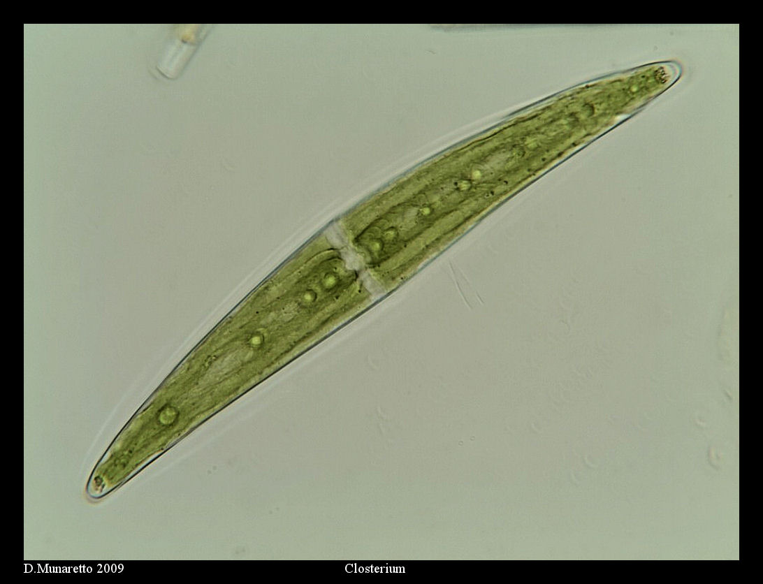 Closterium